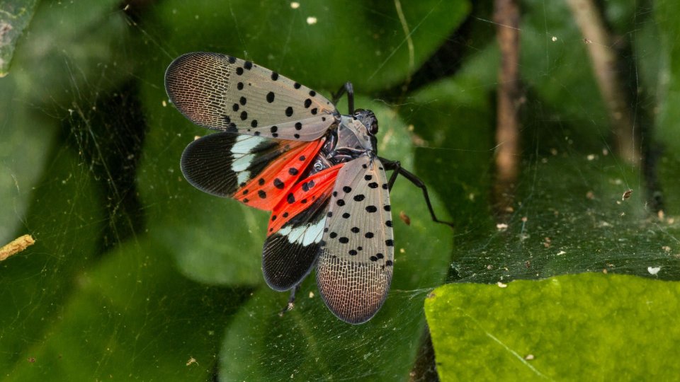Spotted lanternfly nymphs are seen on the trunk of a tree.